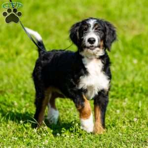 Rue, Mini Bernedoodle Puppy