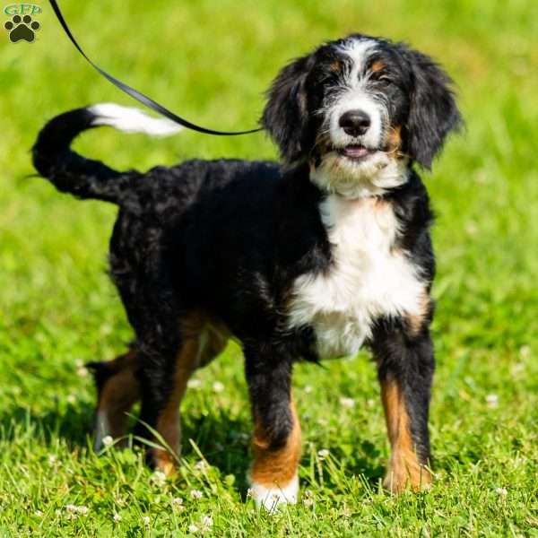 Rue, Mini Bernedoodle Puppy