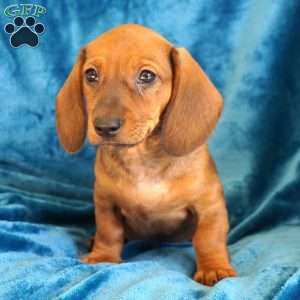 Rufus, Dachshund Puppy