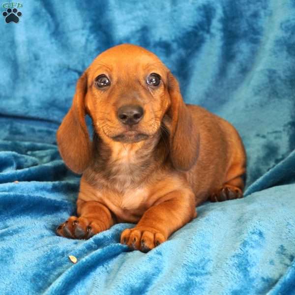 Rufus, Dachshund Puppy