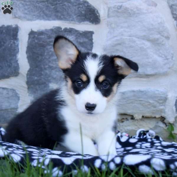 Russ, Pembroke Welsh Corgi Puppy