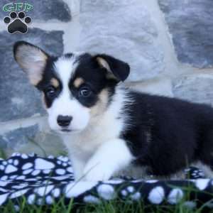 Russ, Pembroke Welsh Corgi Puppy