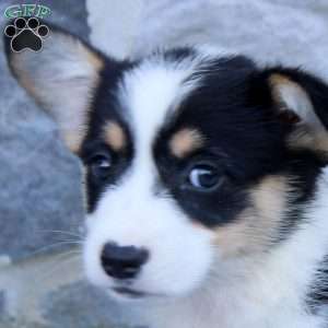 Russ, Pembroke Welsh Corgi Puppy