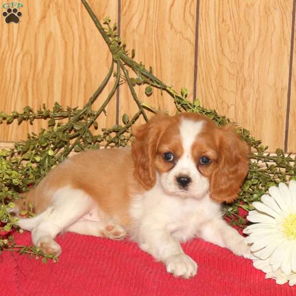 Rusty, Cavalier King Charles Spaniel Puppy