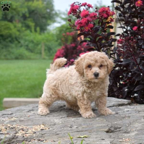 Rusty, Bich-Poo Puppy