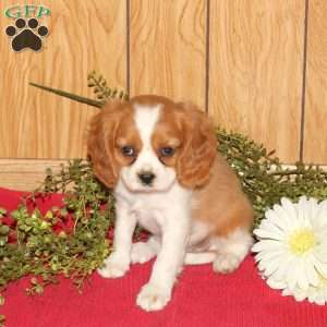 Rusty, Cavalier King Charles Spaniel Puppy