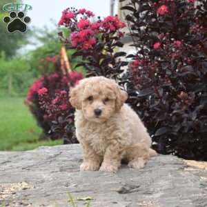 Rusty, Bich-Poo Puppy
