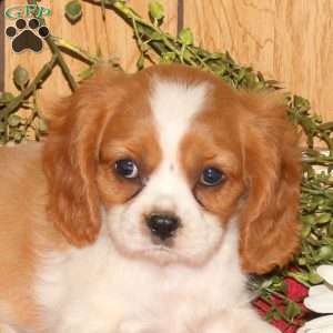 Rusty, Cavalier King Charles Spaniel Puppy