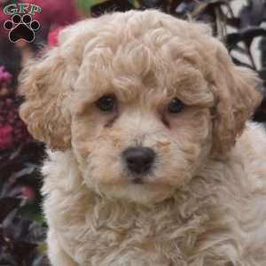 Rusty, Bich-Poo Puppy