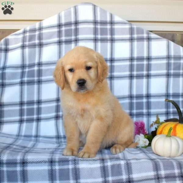 Ruthie, Golden Retriever Puppy