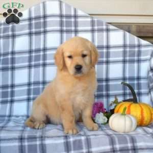 Ruthie, Golden Retriever Puppy