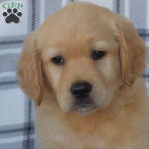 Ruthie, Golden Retriever Puppy