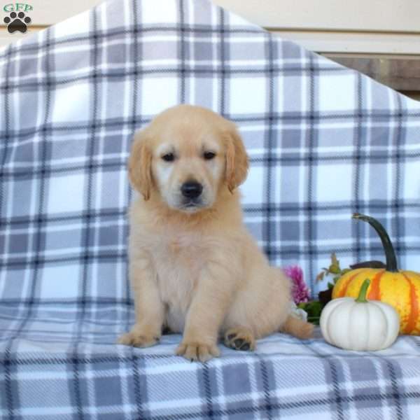 Ryan, Golden Retriever Puppy