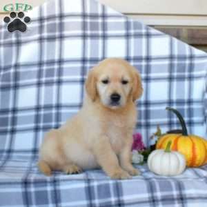 Ryan, Golden Retriever Puppy