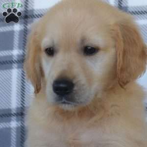 Ryan, Golden Retriever Puppy