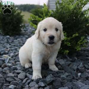 SADIE, English Cream Golden Retriever Puppy