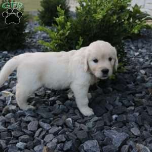 SADIE, English Cream Golden Retriever Puppy