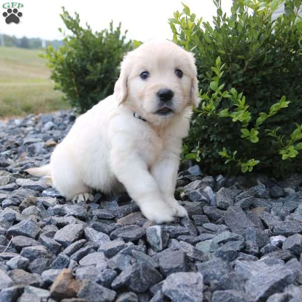 SADIE, English Cream Golden Retriever Puppy