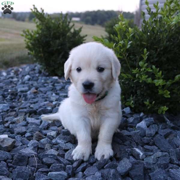 SAMIE, English Cream Golden Retriever Puppy