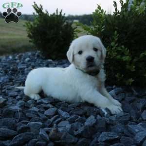 SAMIE, English Cream Golden Retriever Puppy