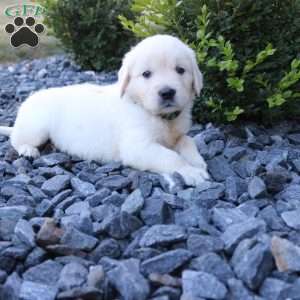 SAMIE, English Cream Golden Retriever Puppy