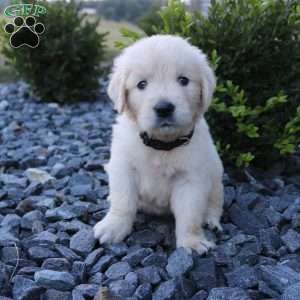 SARGE, English Cream Golden Retriever Puppy
