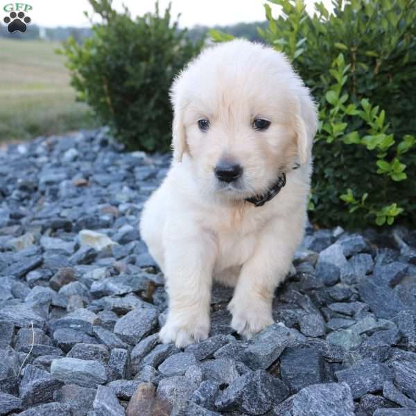 SARGE, English Cream Golden Retriever Puppy