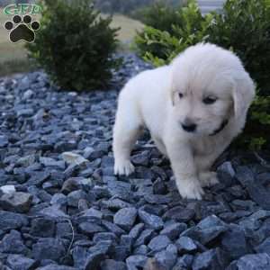SARGE, English Cream Golden Retriever Puppy