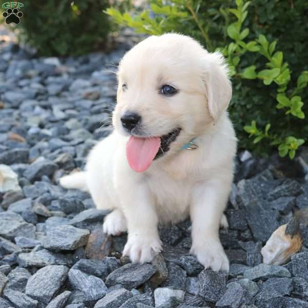 SASHA, English Cream Golden Retriever Puppy