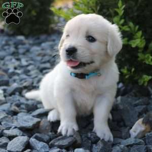 SASHA, English Cream Golden Retriever Puppy