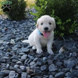 SASHA, English Cream Golden Retriever Puppy