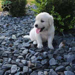 SASHA, English Cream Golden Retriever Puppy
