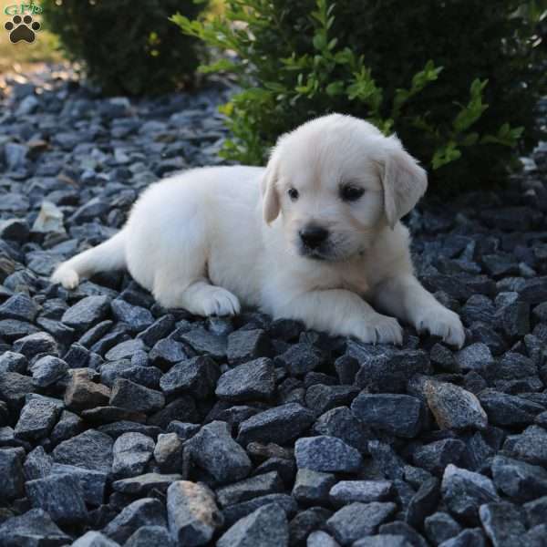 SCARLET, English Cream Golden Retriever Puppy