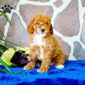 Lonnie, Miniature Poodle Puppy