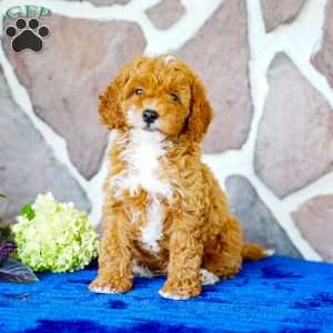 Lonnie, Miniature Poodle Puppy