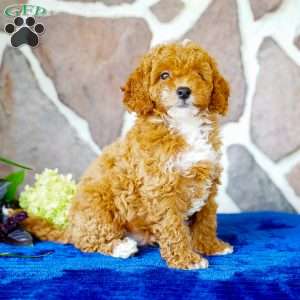Lonnie, Miniature Poodle Puppy