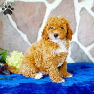 Lonnie, Miniature Poodle Puppy