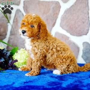 Lonnie, Miniature Poodle Puppy