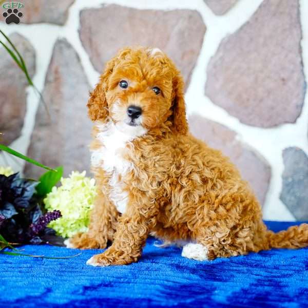 Lonnie, Miniature Poodle Puppy
