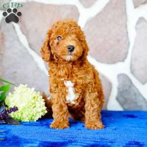 Lester, Miniature Poodle Puppy