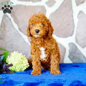 Lester, Miniature Poodle Puppy