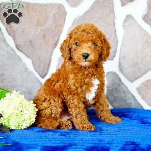 Lester, Miniature Poodle Puppy
