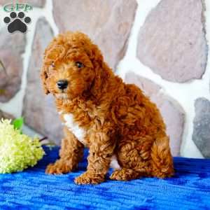 Lester, Miniature Poodle Puppy