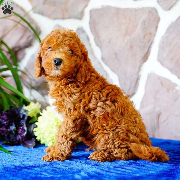 Lester, Miniature Poodle Puppy