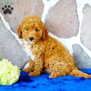 Lisa, Miniature Poodle Puppy