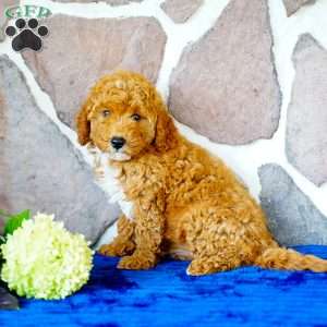 Lisa, Miniature Poodle Puppy