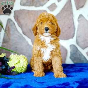 Lisa, Miniature Poodle Puppy