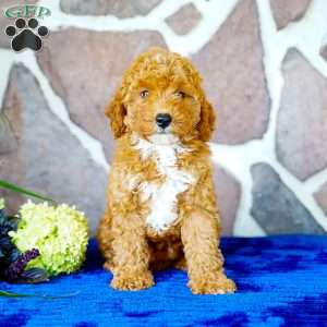 Lisa, Miniature Poodle Puppy