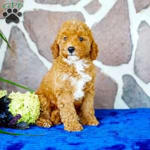Lisa, Miniature Poodle Puppy