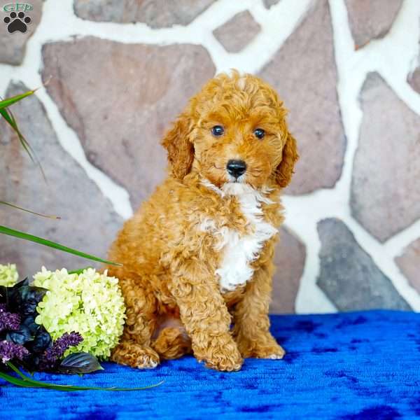 Lisa, Miniature Poodle Puppy